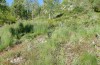 Adscita jordani: Habitat mit Rumex acetosella agg. (Zentralspanien, Avila, Sierra de Gredos, Cuevas del Valle, Ende April 2024) [N]