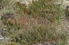 Adscita jordani: Habitat mit Rumex acetosella agg. (Zentralspanien, Avila, Sierra de Gredos, Cuevas del Valle, Ende April 2024) [N]