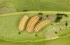 Adscita jordani: Zwei L3-Raupen und eine L2 (e.o. Zentralspanien, Avila, Sierra de Gredos, Cuevas del Valle, Eiablage Ende April / Anfang Mai 2024) [S]