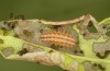 Adscita jordani: L4-Raupe (e.o. Zentralspanien, Avila, Sierra de Gredos, Cuevas del Valle, Eiablage Ende April / Anfang Mai 2024) [S]