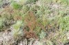 Adscita jordani: Habitat mit Rumex acetosella agg. (Zentralspanien, Avila, Sierra de Gredos, Cuevas del Valle, Ende April 2024) [N]