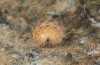 Adscita jordani: Halbw&uuml;chsige Raupe in Sommerdiapause in einem Kokon, Kokon entfernt (e.o. Zentralspanien, Avila, Sierra de Gredos, Cuevas del Valle, Eiablage Ende April / Anfang Mai 2024) [S]
