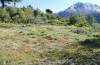 Adscita jordani: Habitat mit Rumex acetosella agg. (Zentralspanien, Avila, Sierra de Gredos, Cuevas del Valle, Ende April 2024) [N]
