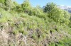Adscita jordani: Habitat mit Rumex acetosella agg. (Zentralspanien, Avila, Sierra de Gredos, Cuevas del Valle, Ende April 2024) [N]