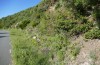 Adscita jordani: Habitat in einer mit Rumex acetosella durchsetzten Böschung (Spanien, Sierra de Gredos, Cuevas del Valle, 07. Mai 2022) [N]
