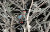 Zygaena lavandulae: Copula (Spain, Cabo de Gata, late March 2019) [N]