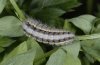 Zygaena lavandulae: Larva [S]