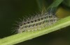 Zygaena lonicerae: Larva L3 (e.o. Switzerland, Valais, Täschalpe, oviposition in mid-July 2022) [S]