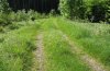 Zygaena lonicerae: Habitat: Forest edge on the eastern Swabian Alb, Southern Germany [N]