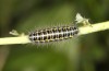 Zygaena lonicerae: Larva in the first post-diapause instar (e.o. Switzerland, Valais, Täschalpe, oviposition in mid-July 2022) [S]