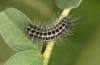 Zygaena lonicerae: Larva in the second post-diapause instar (e.o. Switzerland, Valais, Täschalpe, oviposition in mid-July 2022) [S]