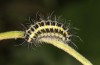 Zygaena lonicerae: Larva in the second post-diapause instar (e.o. Switzerland, Valais, Täschalpe, oviposition in mid-July 2022) [S]