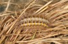Zygaena lonicerae: Larva in the second diapause skin in second hibernation (e.o. Switzerland, Valais, Täschalpe, oviposition in mid-July 2022) [S]