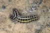 Zygaena lonicerae: Larva at its last larval moult 4 (e.o. Switzerland, Valais, Täschalpe, oviposition in mid-July 2022) [S]