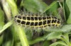 Zygaena lonicerae: Larva (Austria, Nauders, 09. May 2011)