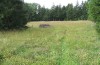 Zygaena lonicerae: Habitat on an humid grassland bordering woodland (S-Germany, eastern Swabian Alb, August 2006) [N]