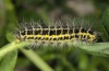 Zygaena lonicerae: Larva (Nauders, Austria, May 2011) [N]