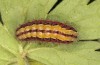 Adscita mannii: Larva in the final instar in spring (e.o. rearing, N-Greece, Siatista, oviposition in early June 2021) [S]