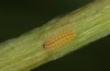 Adscita mannii: Larva L1 (e.o. rearing, N-Greece, Siatista, oviposition in early June 2021) [S]