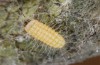 Adscita mannii: Larva L1 (e.o. rearing, Sicily, San Vito lo Capo, eggs in early May 2023) [S]