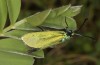 Adscita mannii: Weibchen (e.o. N-Griechenland, Siatista, Eiablage Anfang Juni 2021) [S]