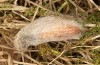 Adscita mannii: Cocoon (e.o. rearing, N-Greece, Siatista, oviposition in early June 2021) [S]