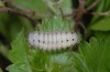 Zygaena minos: Larva in the penultimate instar (S-Germany, eastern Swabian Alb, 20. April 2009)