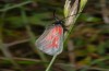 Zygaena minos: Weibchen (Ostalb, Heidenheim, 20. Juni 2010) [N]