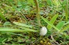 Zygaena minos: Raupe im Larvalhabitat, Grundblätter von Pimpinella saxifraga sichtbar (Ostalb, Gerstetten, Ende Mai 2013) [N]