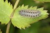 Zygaena minos: Larva in the second post-diapause instar (e.o. S-Germany, eastern Swabian Alb, eggs in mid-June 2022) [S]