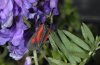 Zygaena nevadensis: Female [N]