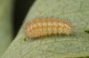 Adscita obscura: Larva L2 (e.o. rearing, Greece, Lesbos island, oviposition on 24. May 2022) [S]