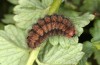 Adscita obscura: Larva in the end of winter/in early spring (e.o. rearing, Greece, Lesbos island, oviposition on 24. May 2022) [S]