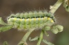 Zygaena occitanica: Larva (Provence, France) [S]