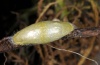 Zygaena orana: Cocoon (e.l. Sardinia 2012) [S]