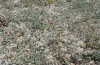 Zygaena orana: Larval habitat in Sardinia: dunes at the southern edge of the Sinis peninsula, May 2012. [N]