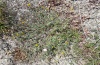 Zygaena orana: Lotus creticus: host plant in Sardinia, May 2012 [N]
