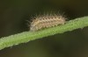 Zygaena osterodensis: Larva L2 (e.o. S-Germany, eastern Swabian Alb, oviposition in late June 2022) [S]