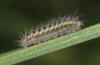Zygaena osterodensis: Larva L3 (e.o. S-Germany, eastern Swabian Alb, oviposition in late June 2022) [S]