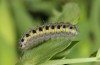 Zygaena osterodensis: Half-grown larva (eastern Swabian Alb, May 2013) [N]