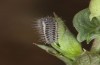 Zygaena osterodensis: Larva after moult out of the diapause in spring (e.o. S-Germany, eastern Swabian Alb, oviposition in late June 2022) [S]