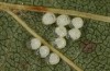 Zygaena osterodensis: Eggs (S-Germany, eastern Swabian Alb, late June 2022) [S]