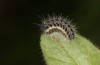 Zygaena osterodensis: Larva in the third post-diapause instar in spring (e.o. S-Germany, eastern Swabian Alb, oviposition in late June 2022) [S]