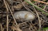 Zygaena oxytropis: Cocoon (L'Aquila, May 2013) [M]