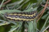 Heterogynis penella: Larva (Provence, France, late April 2011) [M]