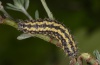 Heterogynis penella: Larva (Provence, France, late April 2011) [N]