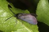 Rhagades predotae: Female (e.l. Spain, Tragacete, larva in early April 2023) [S]