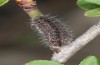 Rhagades predotae: Larva after hibernation (Spain, Huelamo, early April 2023) [N]