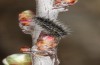 Rhagades predotae: Larva one instar later (Spain, Huelamo, early April 2023) [N]