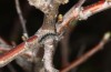 Rhagades predotae: Larva one instar later (Spain, Peralejos de las Truchas, early April 2023) [N]